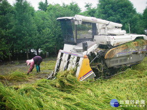 農委會推出水稻保險　讓農民農作多一層保障