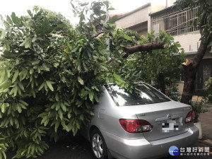 民眾車輛遭倒塌路樹壓住受困，熱心警與里長即刻到場協助救援脫困