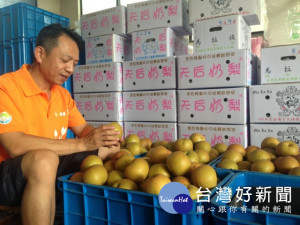后里區果樹產銷第十六班班長賴明岐，所種植的秋黃品種高接梨已至

成熟期，汁多又甜、肉質細嫩好口味，是嚐鮮最好時刻。（記者陳榮
昌攝）