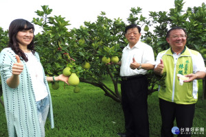 台南市文旦預估今年可多三成產量，主要是氣候正常。(圖/記者黃芳祿攝) 