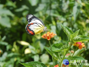 圖說:東勢林場內的蝴蝶種類多達一百三十五種，今年出現數量較多的「紅肩粉蝶」。（記者黃玿琮攝）
