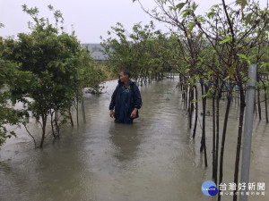 神農獎得主不敵海棠雨狂炸　3萬株櫻花慘遭滅頂