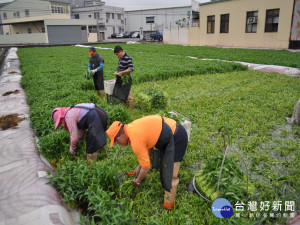 四健會員為農民採蔬菜。林重鎣攝