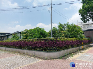 綠色植栽