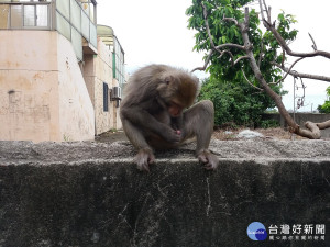 私養台灣獼猴遭送辦　農業處：野生動物應讓牠回歸自然