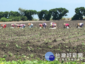 大安區農會今年輔導農民種植黃金地瓜有二十餘公頃，昨日起日彰化

縣福興鄉-慶全地瓜生產合作社雇用農民開始進行種植。（記者陳榮昌攝）