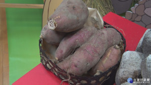 新北優質甘藷盛產　8/20金山千人焢窯趣