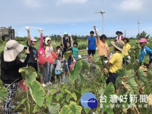 大甲區農會承辦「芋見米樂一日農夫-食農教育體驗活動」，六十餘

位參加者，二十四日在大甲匠師的故鄉休閒農業區，高興體驗採收芋
頭樂趣。（記者陳榮昌攝）