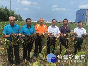 不知受氣候影響仰是滋生病變，造成芋頭作物大量枯斃，大安總幹事

蔡建宗會同農民現場勘查，估計芋頭損失六成餘，農業局與台中改良

場日內將相繼查驗，追求損失真象。（記者陳榮昌攝）