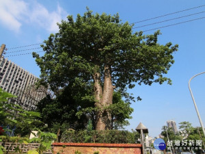 越來越強壯　港墘公園猢猻木開花了!