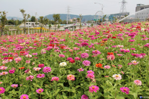 關渡花海節8/25登場　12公頃繽紛花海好浪漫