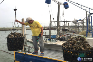 天鴿輕颱近逼，台南沿海牡蠣業者忙著搶收蚵仔。(圖/記者黃芳祿攝) 