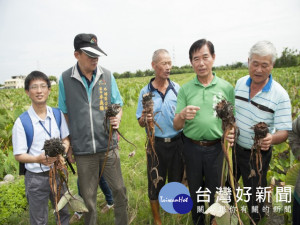 繼大甲、大安芋頭發生嚴重的軟腐病，時下蔓延到外埔區，市議員吳

濟二十三日邀集農業官員會勘，期爭取農業發展基金補助芋農。（記
者陳榮昌攝）