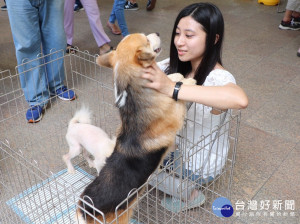 動保處於遠東百貨板橋中山店舉辦毛寶貝走秀趴認養活動。（圖／記者黃村杉攝）