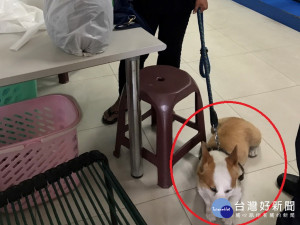 太平警方以狗追人破案。林重鎣攝