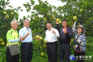 市長邱建富（中）等人在果農許春郎(右2)的文旦柚果園欣賞纍纍的果實。圖／彰化市公所提供
