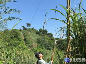 山區巨型捕捉賽鴿鳥網高掛　苗縣警民合作除網緝嫌