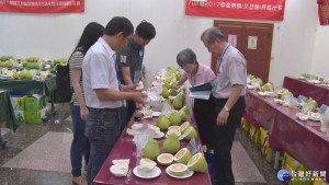 八里文旦柚評鑑比賽　甜度15評審讚嘆