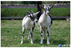 小反芻獸疫高度傳染疾病　牧場需提高警覺