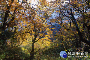 秋天的台灣山毛櫸綠葉轉金黃（圖／羅東林管處提供）