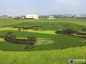 壯闊的彩繪稻田景觀。