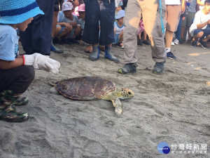 維護海洋生態資源　台東舉辦野放海龜回家