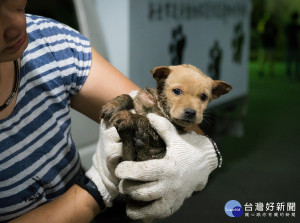 犬貓等動物救援業務過去數十年來皆由消防局同仁默默承接，即日起全面回歸動保處。（圖／動保處提供）