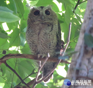 生態復育有成　永春陂濕地公園有領角鴞出沒