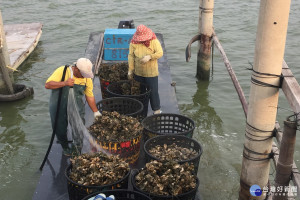 搶鮮!蚵民從一大早從潟湖採回帶殼鮮蚵，就近在碼頭岸邊抽取河水沖洗河砂。(圖/記者黃芳祿攝)