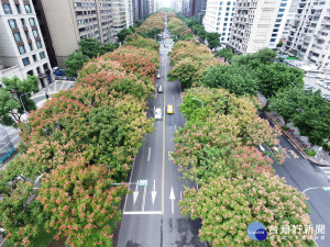 秋天的手撫過　台灣欒樹黃轉紅