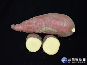 甘藷新品種金香。林重鎣攝