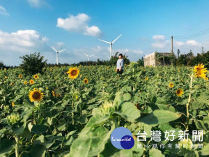 大甲區農會推廣休閒農業田園風光，迄今田園向日葵、波斯菊花海含苞綻放，迎風搖曳，美不勝收，是閤家親子賞景最佳園區。（記者陳榮昌攝）