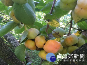 后里區百大青農賴明岐種植一公頃餘的四周柿品質優異，果粒在樹上紅

綠相映鮮艷，目前催熟成紅柿子方式，與酒同時品嚐，已不會出現通書

所記載中毒現象。（記者陳榮昌攝）
