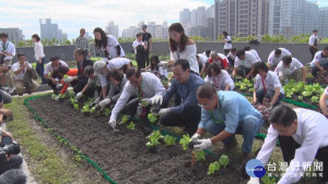 新北「公私家菜計畫」　辦公屋頂變快樂農場