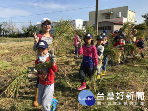 大甲區文武國小四十餘位學生，十五日在青農蘇協源水稻田體驗稻穀收割工作，了解務農的辛苦。（記者陳榮昌攝）
