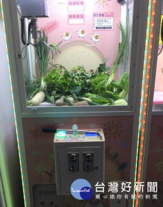 娃娃機「夾青菜」業績增3倍　業者做愛心讓菜販早點回家（圖／翻攝自爆料公社）