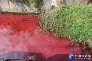 染菊色素廢水倒入排水溝　埔心鄉排水支流出現「滿江紅」