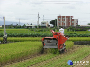 中部「稻絮璊」突然大爆發　稻農二期稻作收割減少約三成