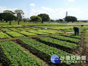 大臺北都會公園內設置「樂活農園」，將之改造成兼具美觀與食用性的地景。（圖／高管處提供）