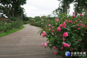 現代玫瑰園區內新設置寬闊的木棧道，讓民眾能更便利的在花叢間賞玩、拍攝。