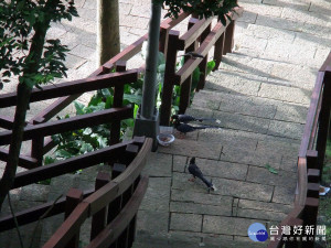 防災與生態兼備　北市仙樹公園獲得金石獎殊榮