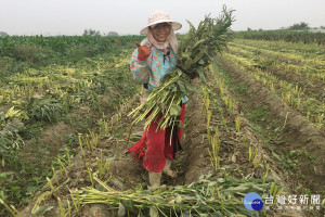 國小故事老師陳麗朱轉身當胡麻採收班長，工作時她總是渾身是勁，樂活的做。(圖/記者黃芳祿攝)