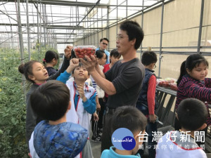 

大甲農會舉辦「番茄紅了我愛哆每朵Itomato」食農教育體驗，採收番茄活動，50位大甲文武小學生高興的聽取青農莊國誌解說蕃茄成熟後，入口有香甜滋味。（記者陳榮昌攝）