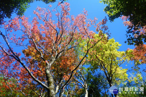 受冷氣團來襲、氣溫驟降加上降雨的影響，讓奧萬大變色葉植物明顯變色，現在正是賞楓的最佳季節。