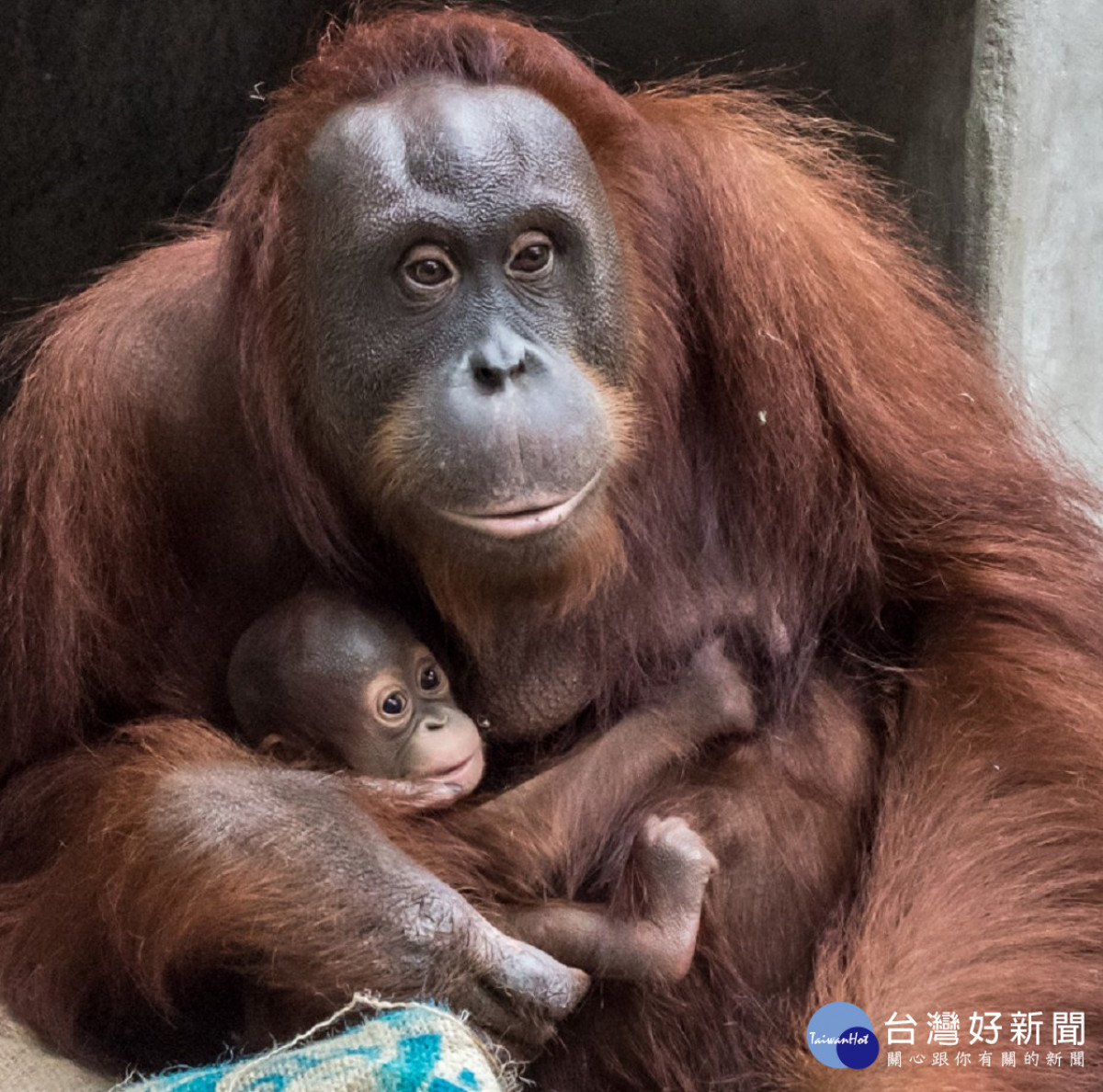 紅毛猩猩夫妻結褵近十年喜迎女寶寶 台灣好新聞taiwanhot