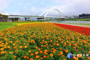 北市河濱14萬盆花海限時賞　一路綻放至明年1月底