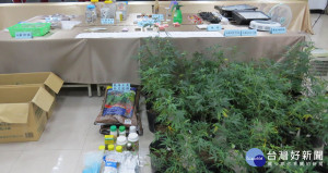 楊梅警方起獲大麻活株220株、乾燥後成品1公斤、及製造設備一批，查扣販毒所得約25萬台幣。

