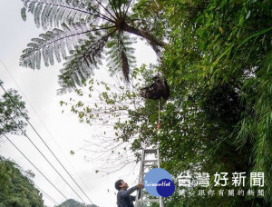 義消人員進「捕蜂捉蛇」勤務示意圖。（資料照片）