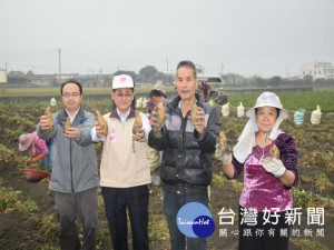 大安區農會四日假田間舉辦甘藷產業栽培管理技術暨採收觀摩會，收成迅速又豐收，為農友增加收益，農糧署中區分署王分署長、農會總幹事蔡建宗及農友們都說「讚」。（記者陳榮昌攝）