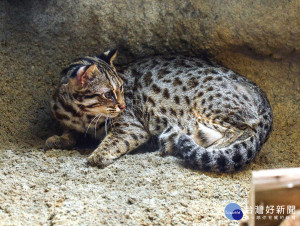 石虎外形酷似虎斑貓、個性顯得神秘又機警、素有「獨行俠」之稱（圖／台北市立動物園提供）